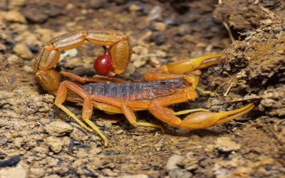 HOTTENTOTTA TAMULUS SCORPION